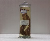 藏品(布氏粘盲鰻)的圖片